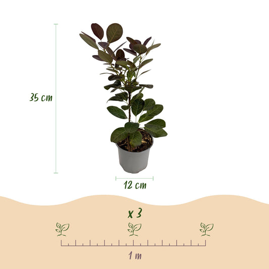 Cotinus coggyria Royal Purple : Dimensions d'un plant de 35 cm de haut, pot de 12 cm, et espacement de plantation recommandé de 1 mètre.