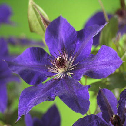 Clématite 'The President', gros plan sur une fleur violet intense aux étamines centrales claires, sur fond vert flou.