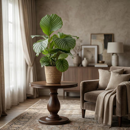 Calathe Orbifolia avec le panier Zeegras naturel   - 65cm - Ø21
