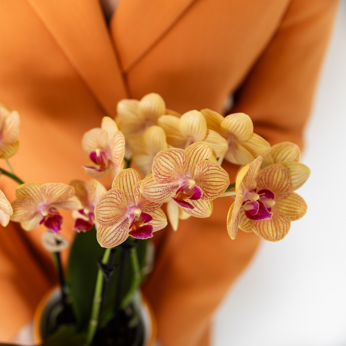 Orchidée Phalaenopsis orange en pot