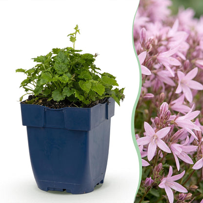 Campanula posch. Lisduggan Variety en pot de 11cm, avec un aperçu de ses fleurs roses en arrière-plan, idéale en couvre-sol.