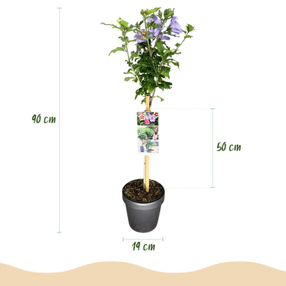 Hibiscus syriacus Tricolour en pot de 19cm, hauteur 90cm dont 50cm de feuillage. Illustration des dimensions du plant et du pot.