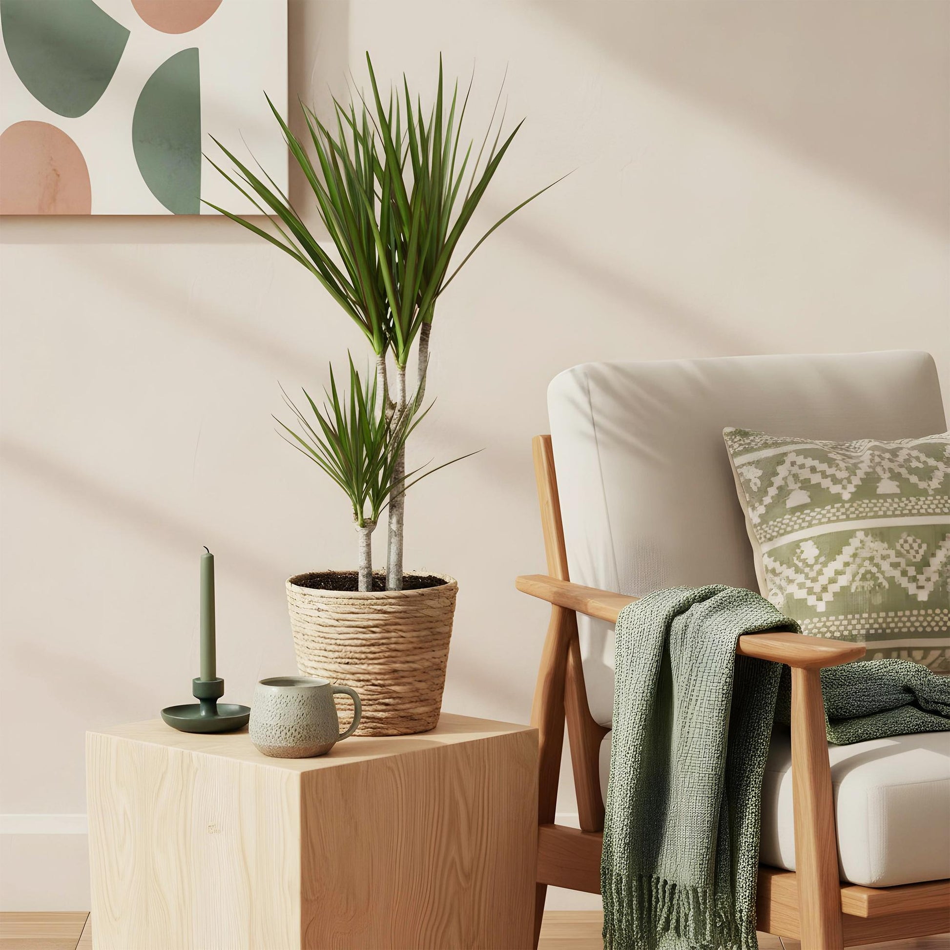 Ambiance cosy avec un Dracaena Marginata, ou Arbre Dragon, dans un cache-pot en osier posé sur une table basse en bois