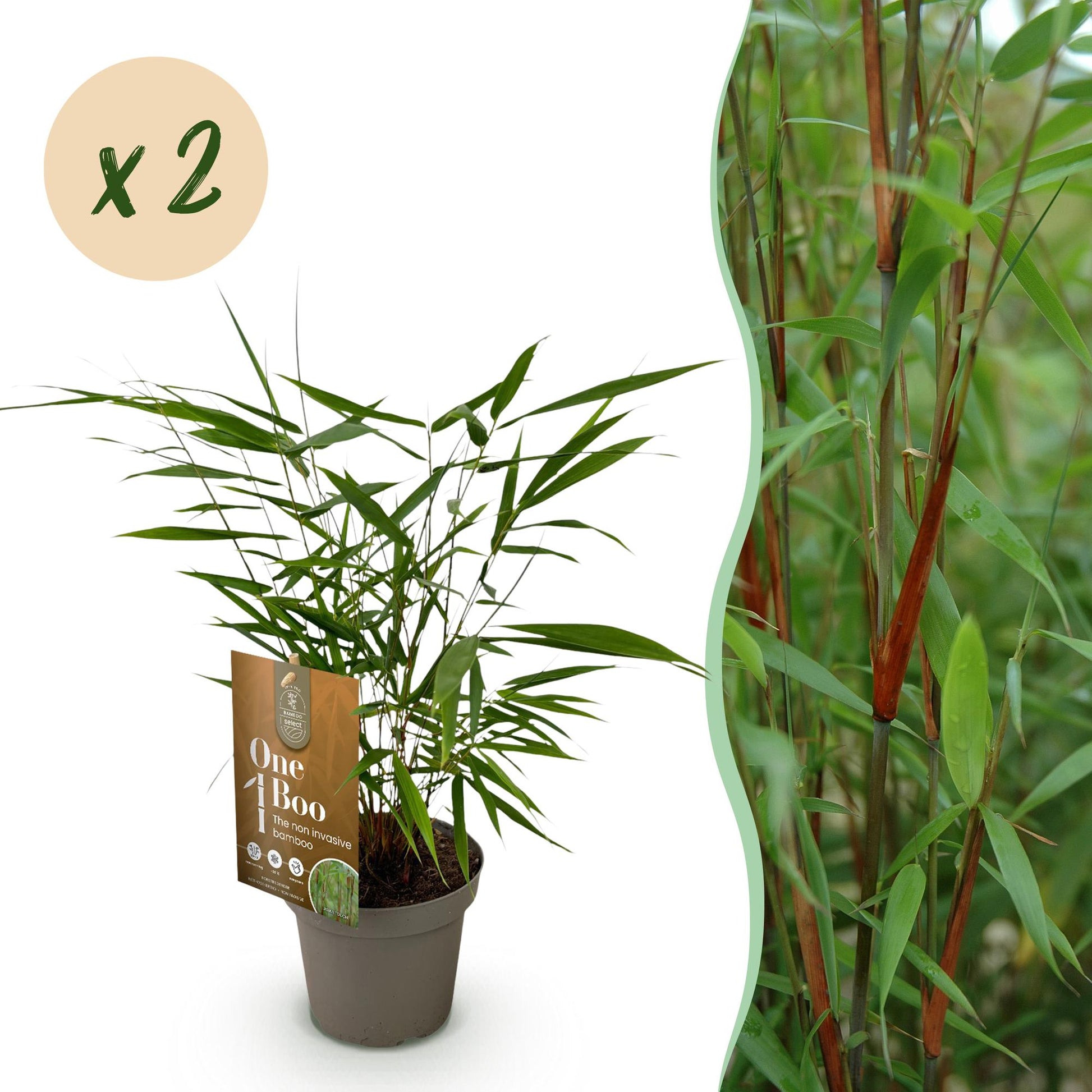 Fargesia Asian Wonder (bambou non envahissant), lot de 2 plants en pot sur fond blanc avec une section montrant une haie de bambous.