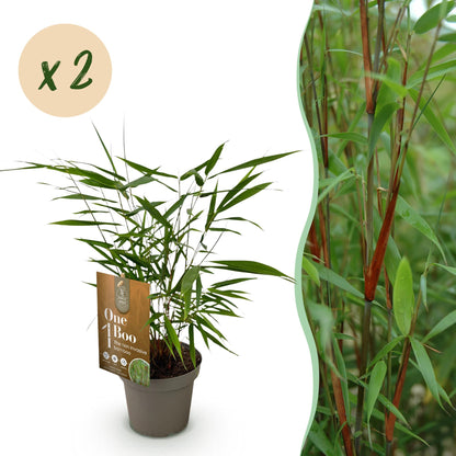 Fargesia Asian Wonder (bambou non envahissant), lot de 2 plants en pot sur fond blanc avec une section montrant une haie de bambous.