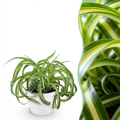 Plante d'intérieur - Chlorophytum comosum Bonnie - Lys de la paix ondulé - Plante amie des animaux - Vert - 1 Plante - avec Potter Blanc - Pot de 12 cm - Hauteur 20 cm