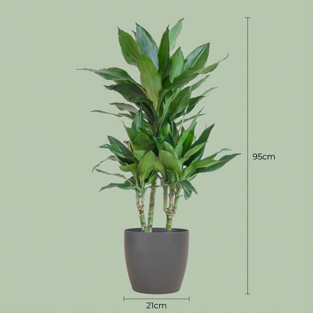 Dracaena  Janet Lindt avec Potter Gris - 95cm - Ø21