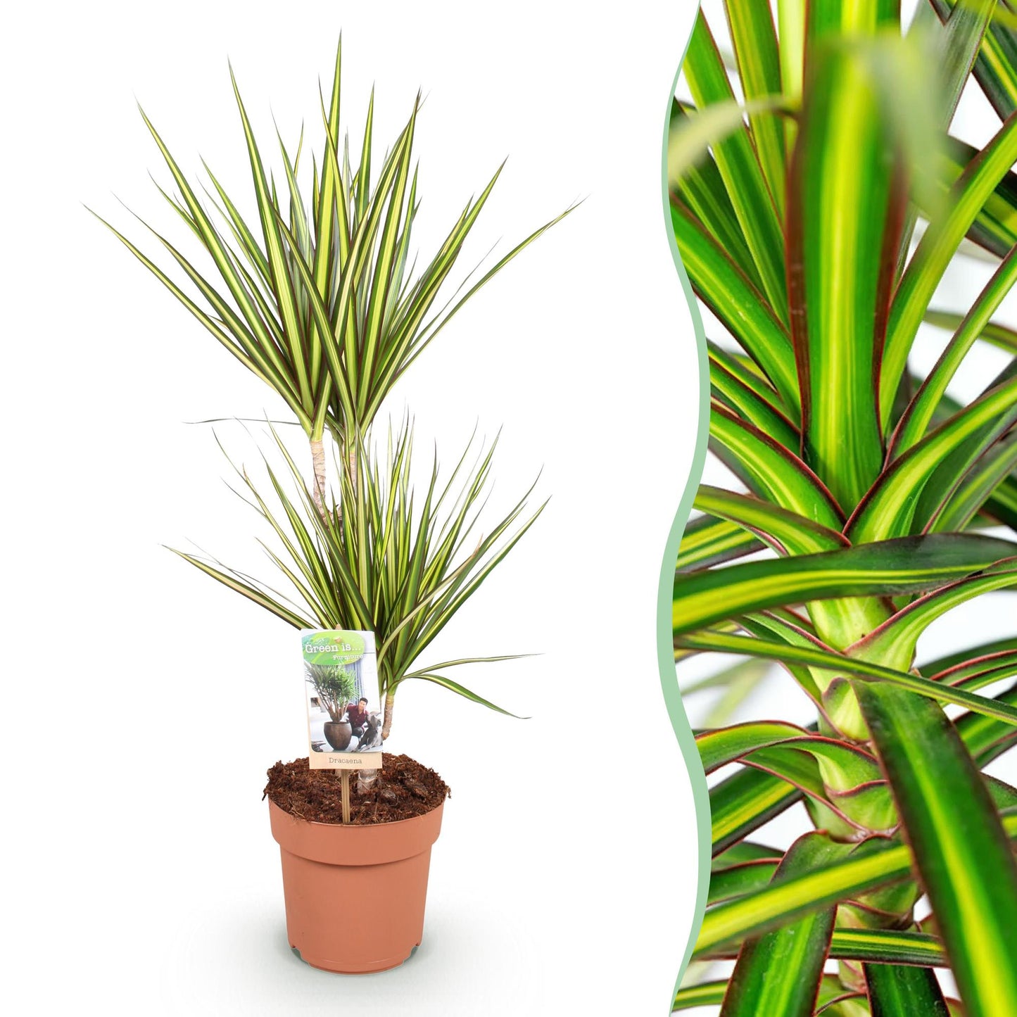 Plantes d'intérieur - Dracaena Sunray - Arbre à dragon - Peu d'entretien - Vert - jaune - 1 Plante - Pot 17cm - Hauteur 70-75cm