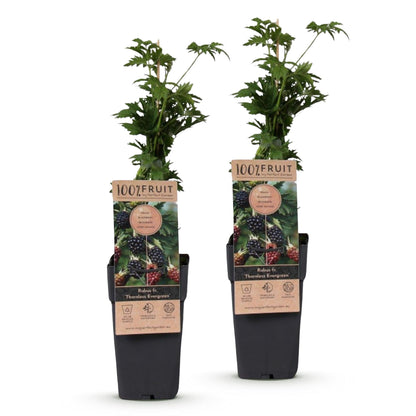 Rubus fruticosus Thornless Evergreen : Deux plants de mûriers sans épines en pots, feuillage vert et étiquettes avec fruits noirs.
