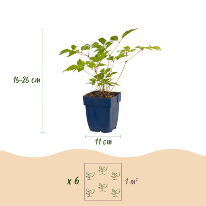 Astilbe (J) Europe : infographie montrant un plant en pot, avec les dimensions (hauteur 15-25 cm, pot 11 cm) et la densité de plantation (x6