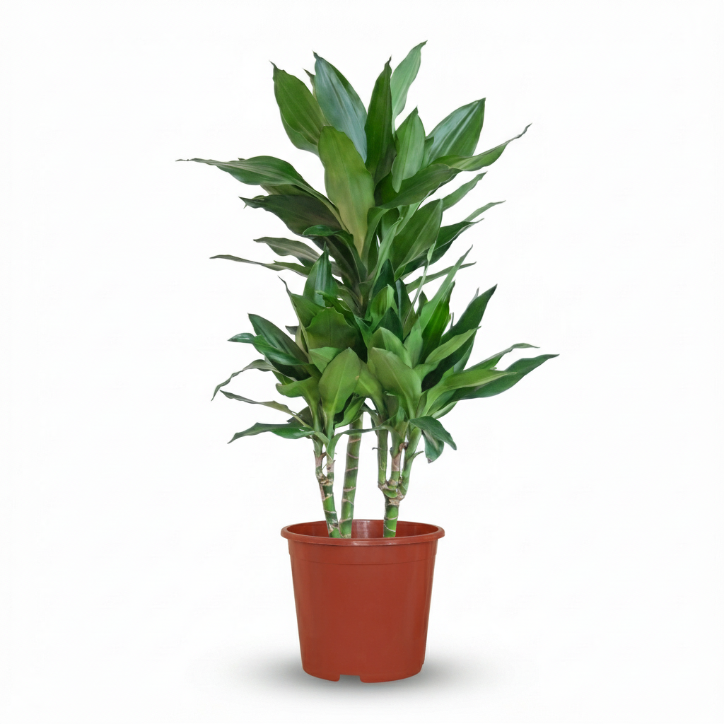 Un Dracaena Janet Craig luxuriant avec un feuillage vert foncé et brillant dans un pot de culture marron