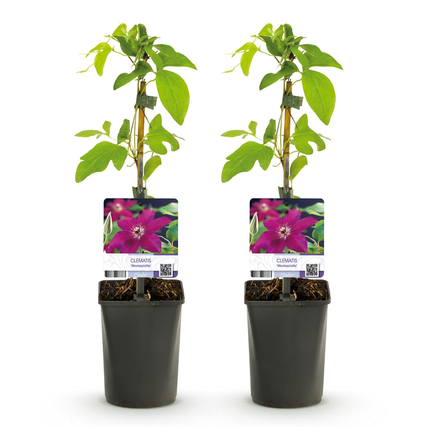 Clématite Westerplatte. Deux plants en pot sur fond blanc, tiges tuteurées, feuilles vertes et étiquette avec une fleur rouge.