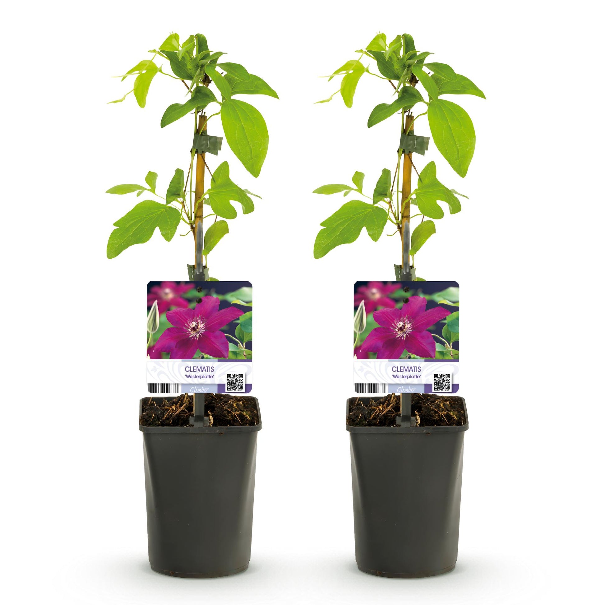 Clématite Westerplatte. Deux plants en pot sur fond blanc, tiges tuteurées, feuilles vertes et étiquette avec une fleur rouge.