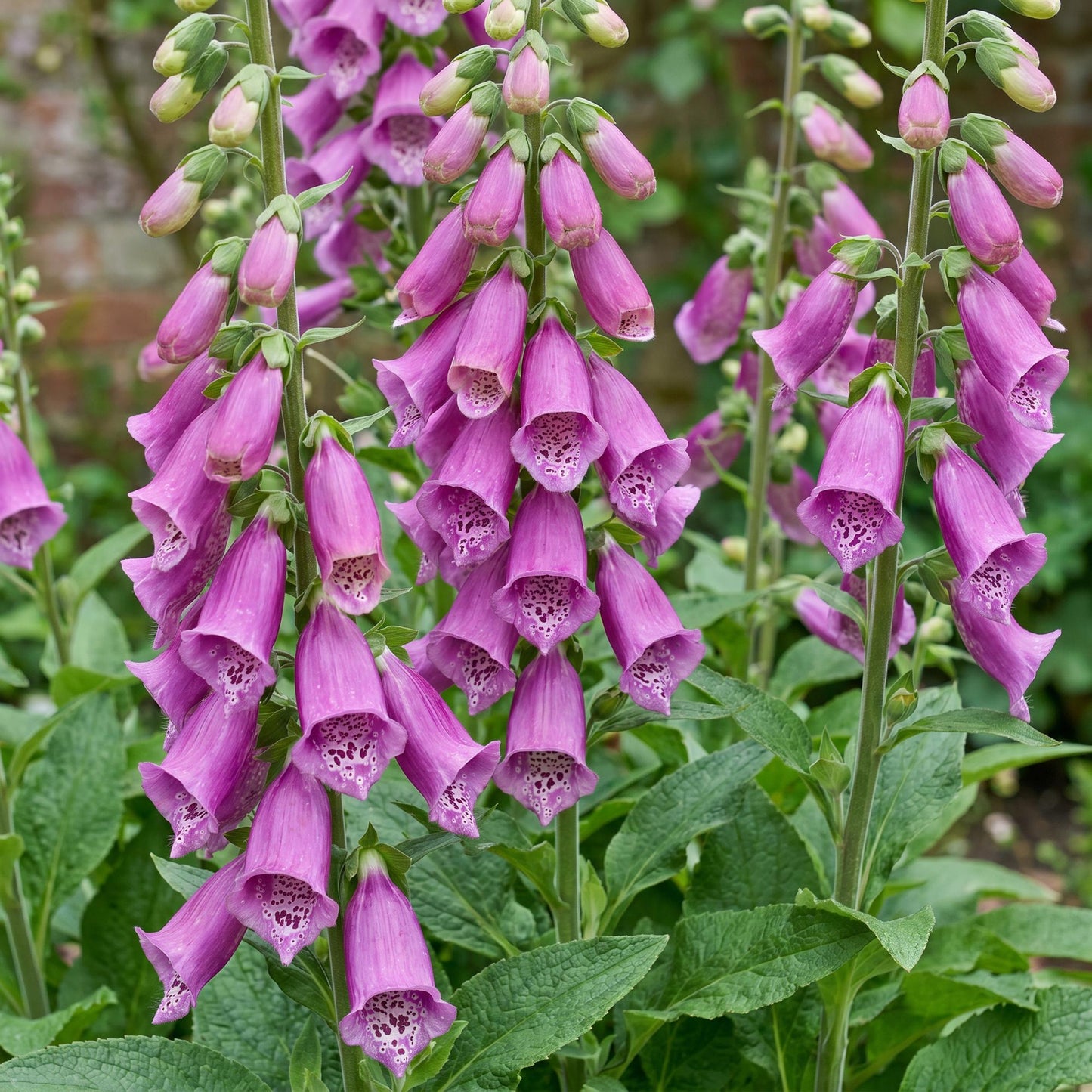 Digitalis purp. Dalmatian Purple. Gros plan sur les jolies fleurs tubulaires violettes de la digitale tachetées de blanc à l'intérieur.