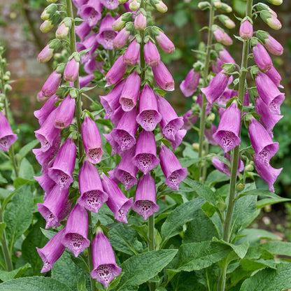 Digitalis purp. Dalmatian Purple. Gros plan sur les jolies fleurs tubulaires violettes de la digitale tachetées de blanc à l'intérieur.