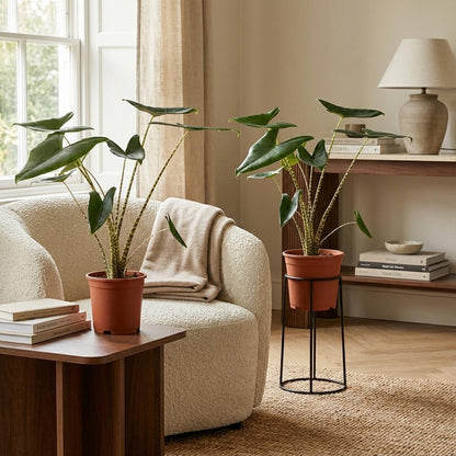 Alocasia Zebrina - 2 Pièces - Ø 21 cm - Hauteur: 70 - 75 cm