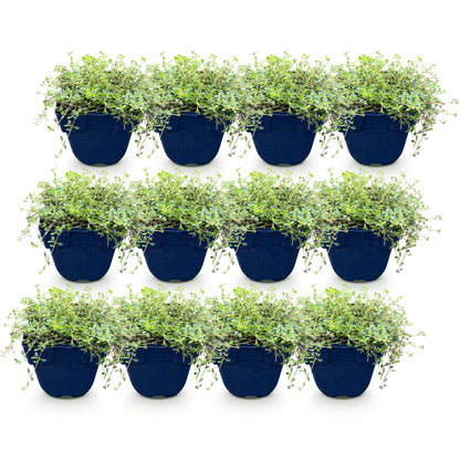 Thymus Tricolour en pots bleus, un lot de plantes vivaces couvre-sol pour votre jardin, présentées sur fond blanc.