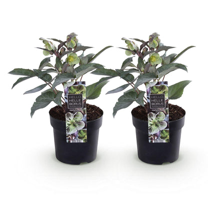 Hellébore 'Silver Dollar' - lot de 2 plants en pot de 14 cm