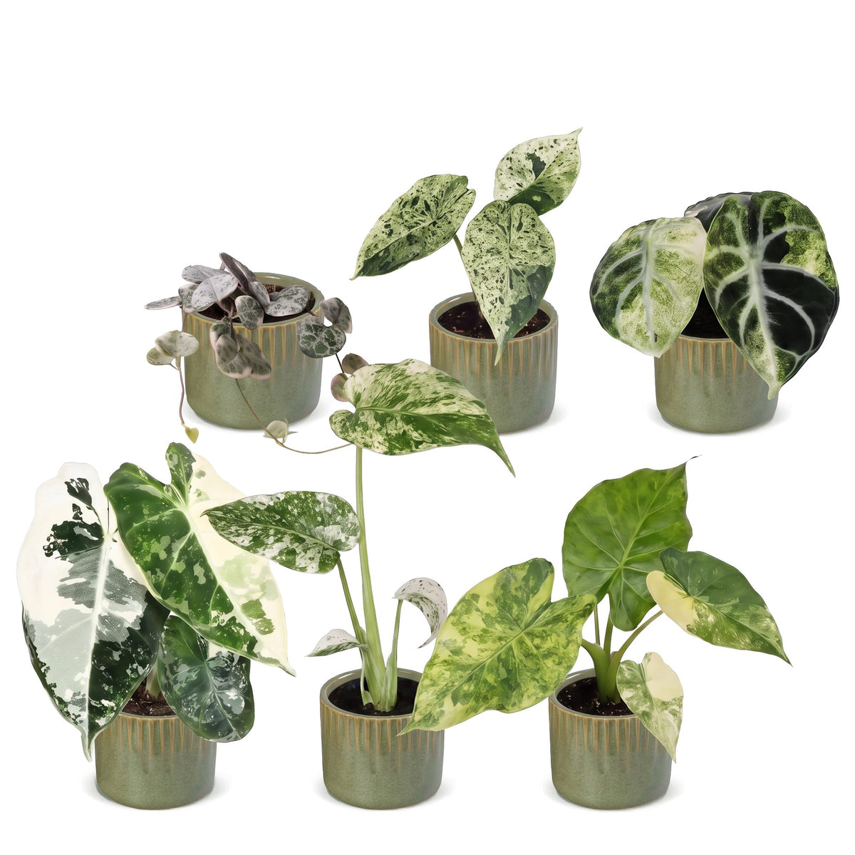 Bébés plantes panachées en pot de 6 cm, 6 plantes, cache-pot vert olive