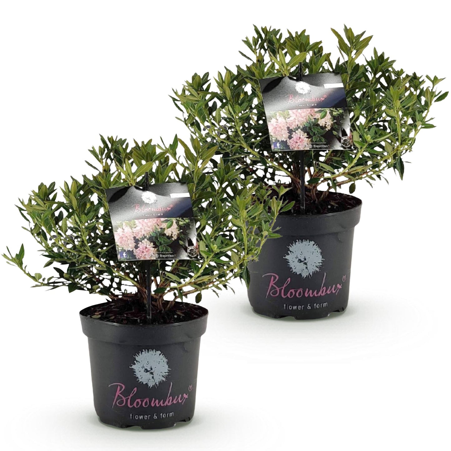 Rhododendron Bloombux Light Pink en pot de 23cm, plusieurs plants alignés sur fond blanc uni.