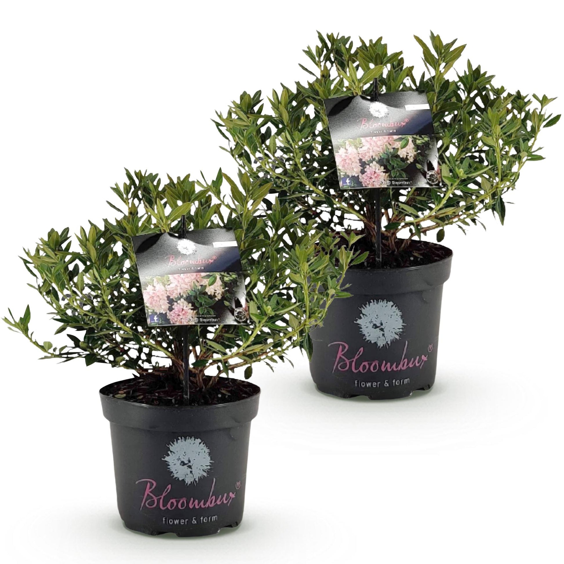 Rhododendron Bloombux Light Pink en pot de 23cm, plusieurs plants alignés sur fond blanc uni.