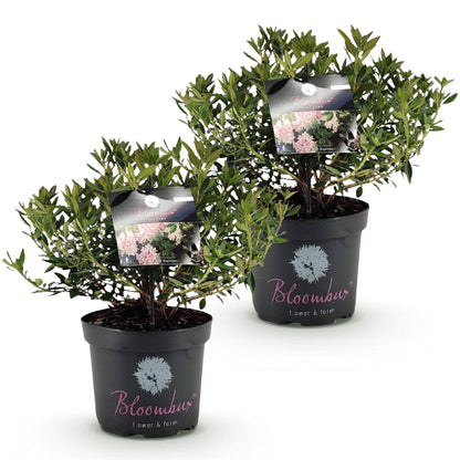 Rhododendron Bloombux Light Pink en pot de 23cm, plusieurs plants alignés sur fond blanc uni.