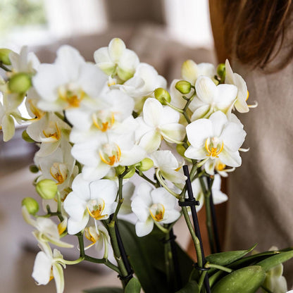 Orchidée Phalaenopsis 'Lausanne' blanche aux nombreuses fleurs, pot 12 cm