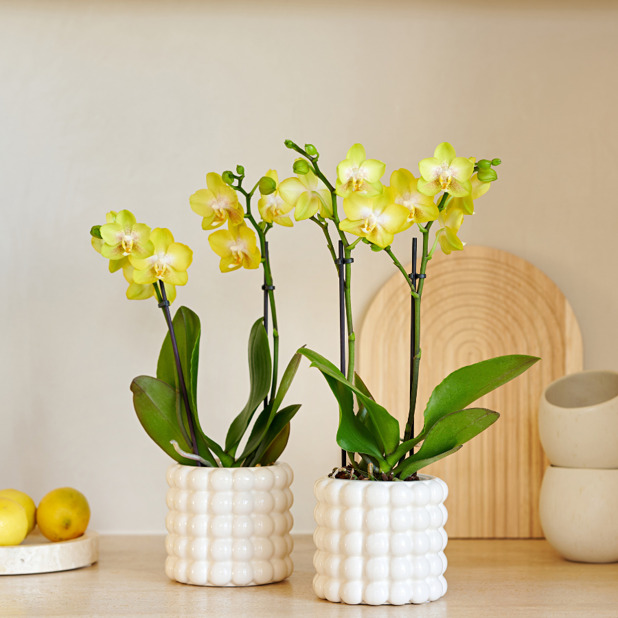 Orchidée Phalaenopsis jaune en pot
