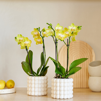 Orchidée Phalaenopsis jaune en pot