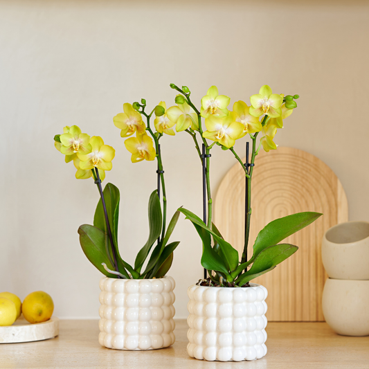 Orchidée Phalaenopsis jaune en pot