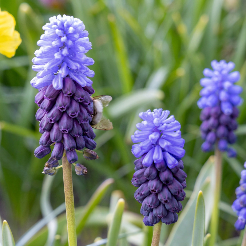 Muscari à larges feuilles (Muscari) - calibre 5/6