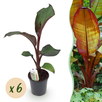 Ensete ventricosum Maurelli. Jeune plant en pot sur fond blanc avec une pastille "x6", et un encart montrant un plant mature en extérieur.
