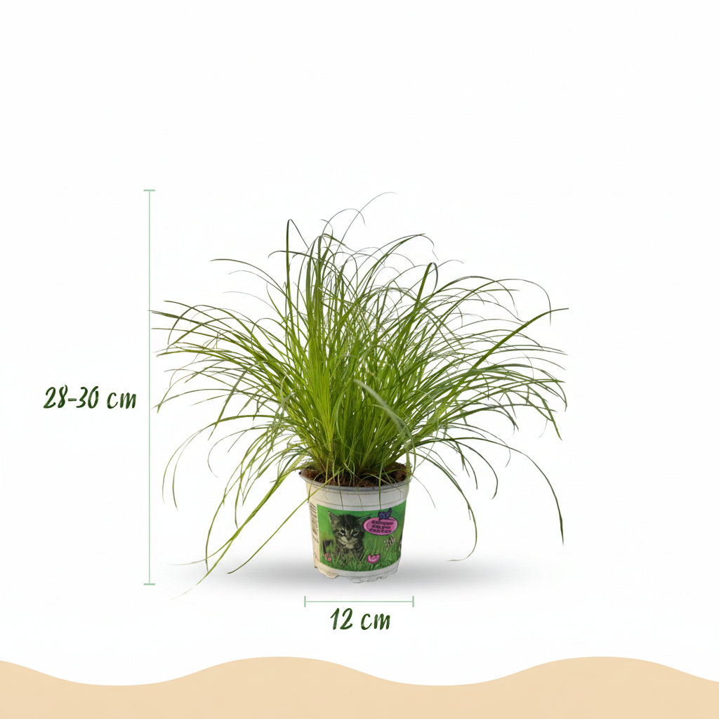 Plante d'intérieur - Cyperus alternifolius Zumula - Plante à chats - Plante amicale pour les animaux - Vert - 1 Plante - avec Panier - Pot 12cm - Hauteur 20cm