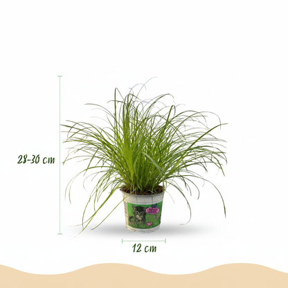 Plante d'intérieur - Cyperus alternifolius Zumula - Plante à chats - Plante amicale pour les animaux - Vert - 1 Plante - avec Panier - Pot 12cm - Hauteur 20cm