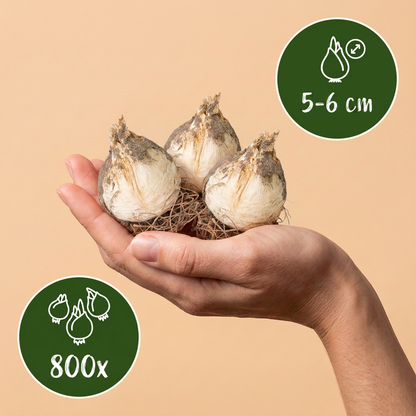 Bulbes d'Ail à tête ronde tenus dans une main, calibre 5-6 cm, lot de 800 bulbes.