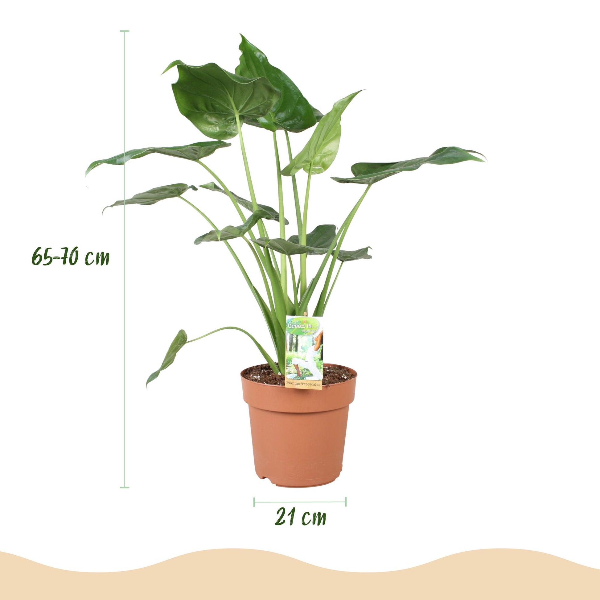 Plantes d'intérieur - Alocasia Cucullata - Main de Bouddha - Peu d'entretien- Vert - 1 Plante - avec Pot Gris - Pot 21cm - Hauteur 65-70cm