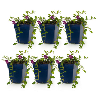 Petite pervenche 'Atropurpurea' - lot de 6 plants en pot de 11 cm