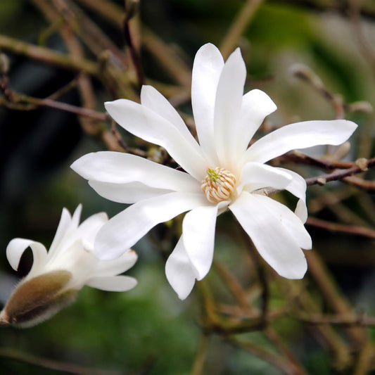 Magnolia stellata en pot de 12 cm, fleurs blanches en étoile sur rameaux nus