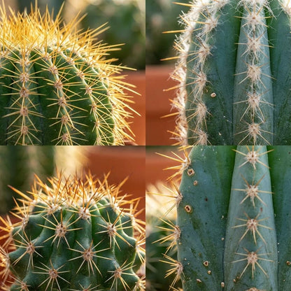 Plusieurs gros plans rapprochés sur le feuillage et les épines de différents Mini Mélange de Cactus