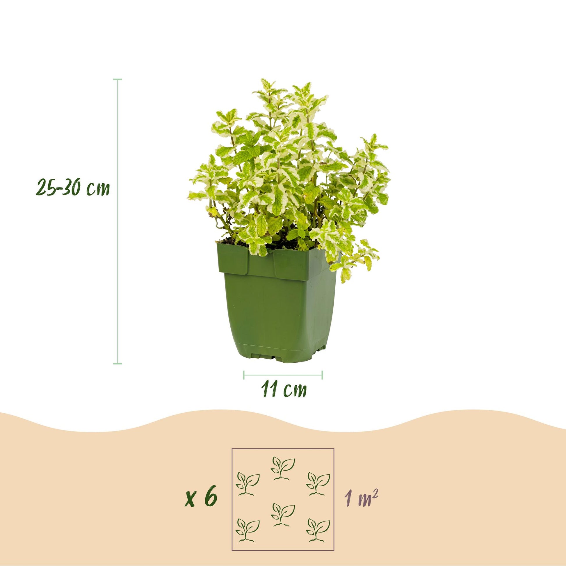 Herbes à thé. Schéma montrant un plant en pot, avec une hauteur de 25-30 cm et un pot de 11 cm. Inclut aussi un plan pour planter 6 plants p
