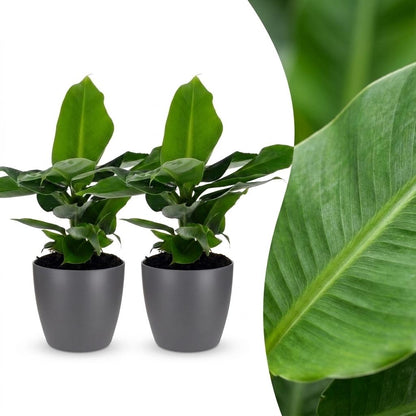 Deux Musa Oriental Dwarf, bananiers nains aux feuilles vertes luxuriantes, dans des cache-pots gris élégants