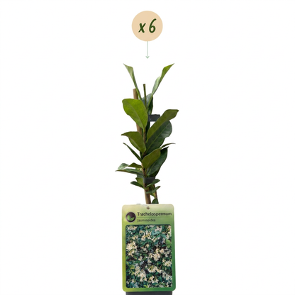 Jasmin étoilé (Trachelospermum jasminoides) - grimpante persistante parfumée