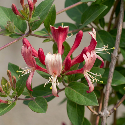 Chèvrefeuille du Japon 'Red World' (Lonicera japonica) - grimpante persistante parfumée