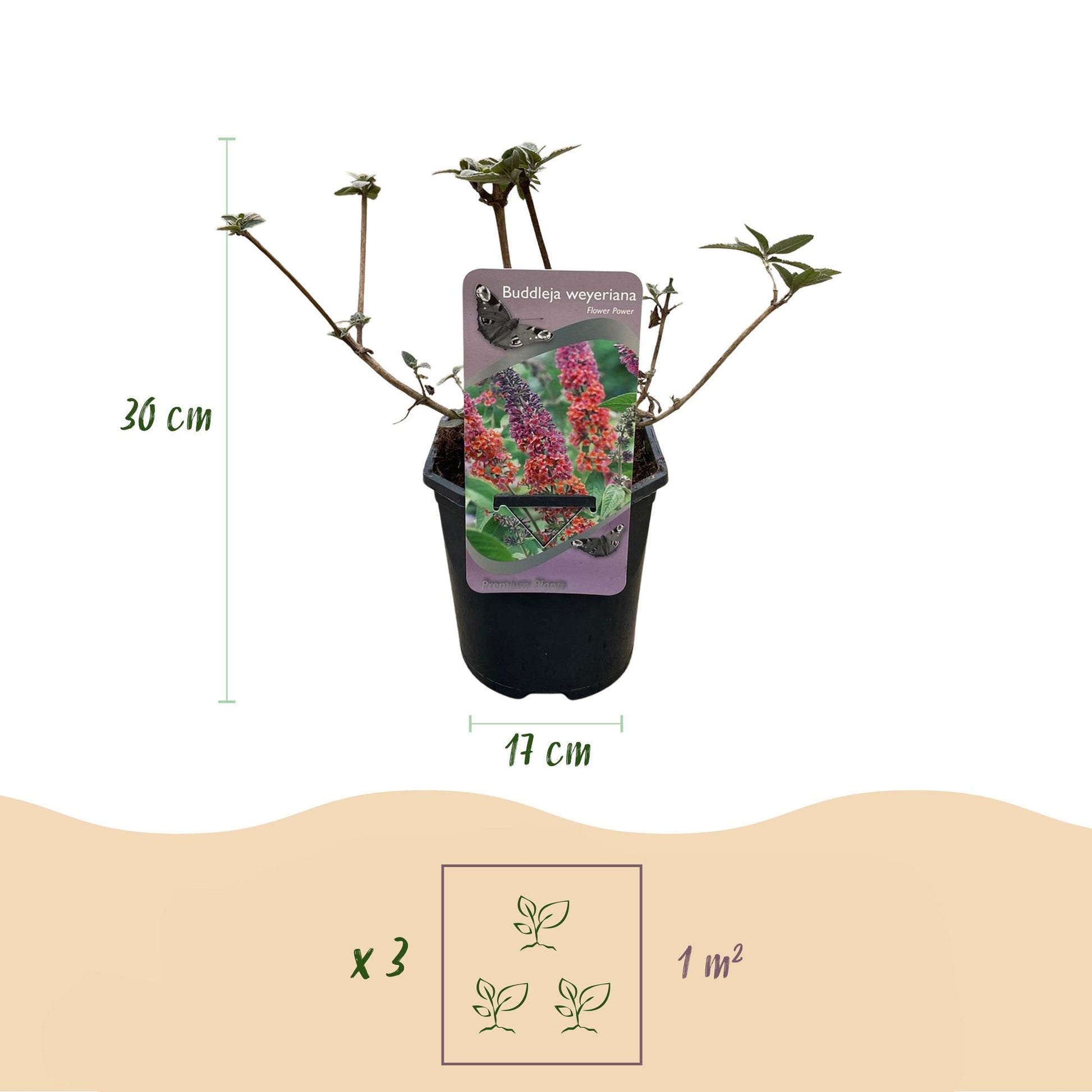 Buddleja davidii Flower Power : pot de 17 cm de diamètre et plant de 30 cm de hauteur, avec préconisation de 3 plants par mètre carré.