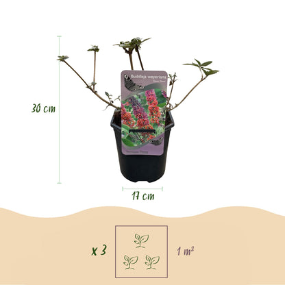 Buddleja davidii Flower Power : pot de 17 cm de diamètre et plant de 30 cm de hauteur, avec préconisation de 3 plants par mètre carré.
