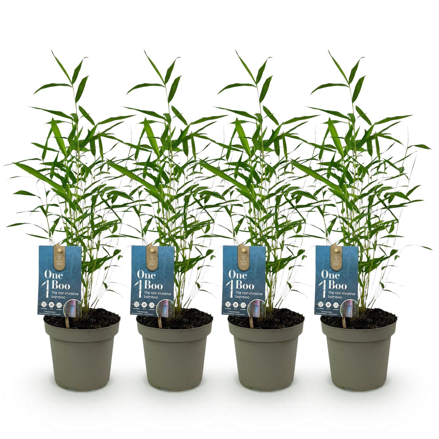 Bambou Fargesia Blue Dragon : quatre plants en pot alignés sur fond blanc. Feuillage vert dense, pots gris. Idéal pour un lot de 2.