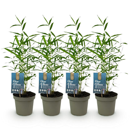 Bambou Fargesia Blue Dragon : quatre plants en pot alignés sur fond blanc. Feuillage vert dense, pots gris. Idéal pour un lot de 2.