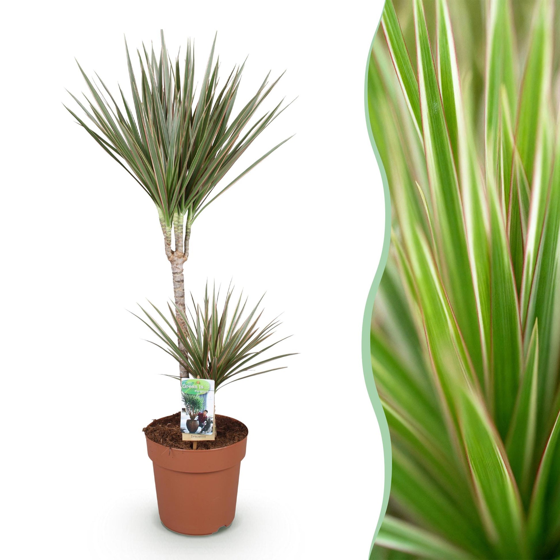 Plantes d'intérieur - Dracaena Marginata Bicolor - Arbre à dragon - Peu d'entretien - Vert - marron - 1 Plante - Pot 21cm - Hauteur 90-100cm