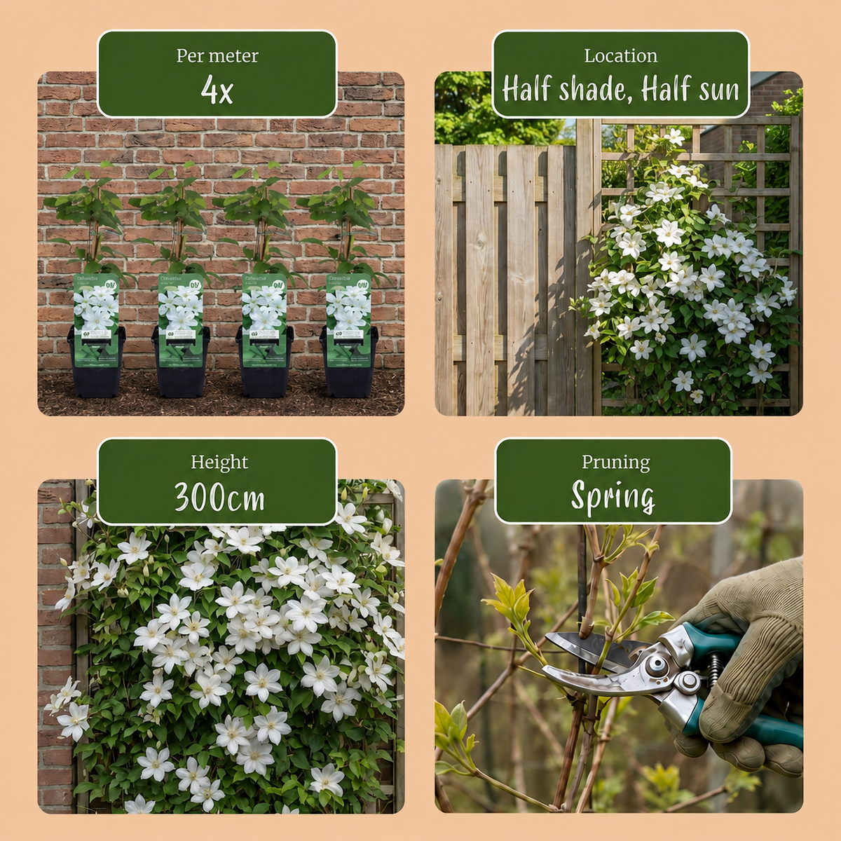 Clématite 'Huldine' (Clematis) - grimpante à grandes fleurs blanc nacré