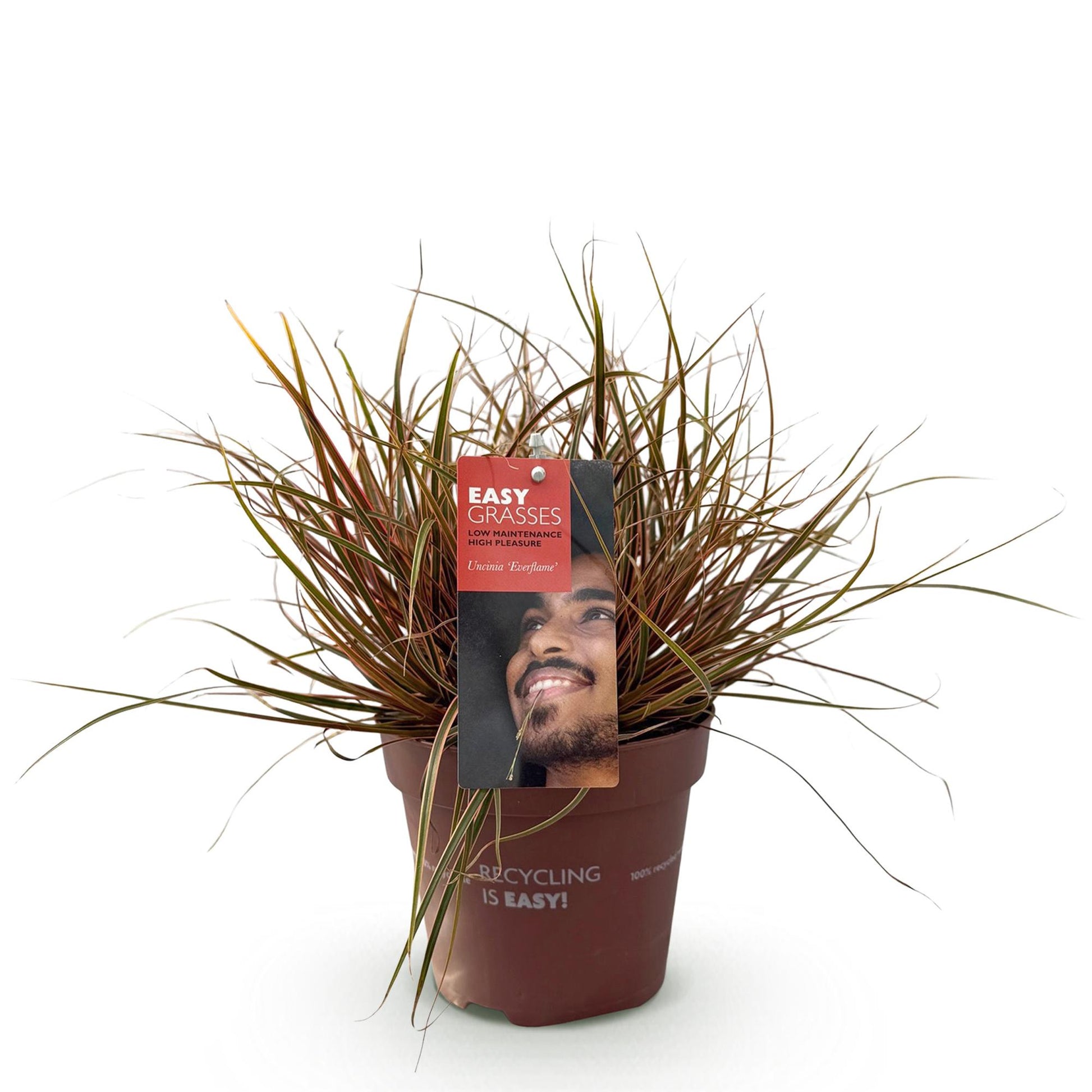 Uncinia rubra Everflame : un plant de graminées décoratives à feuillage rouge et vert dans un pot de 17cm, sur fond blanc.